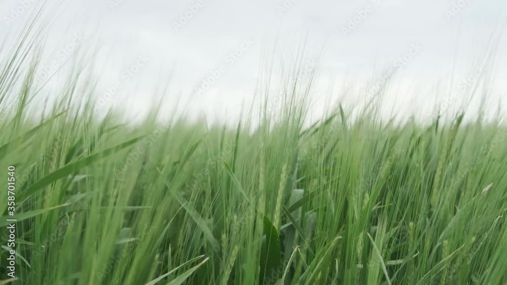 Green crops waving in breeze in mid June Green crops waving in breeze in mid June