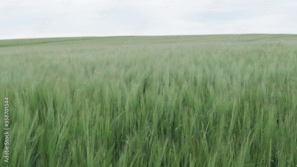 Green crop field waving in breeze on an overcast day in mid June Green crop field waving in breeze on an overcast day in mid June