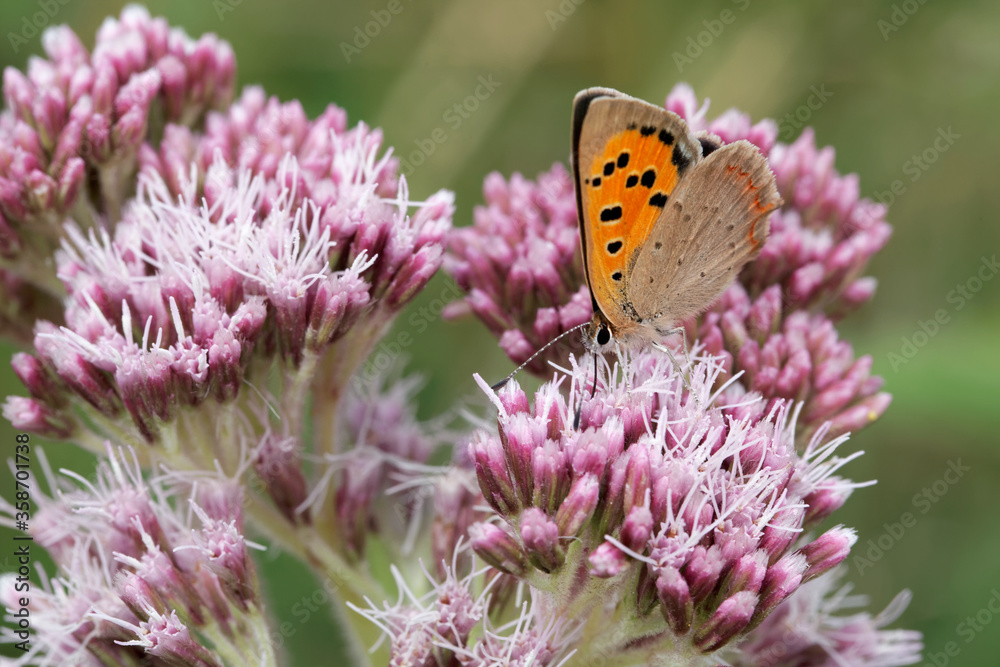 A Small Copper Butterfly nectaring on a small pink flowers. A Small Copper Butterfly nectaring on a small pink flowers.