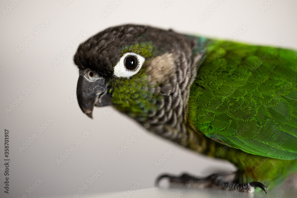 Obraz premium captive Green Cheek Conure with a blue leg ring (Pyrrhura molinae)