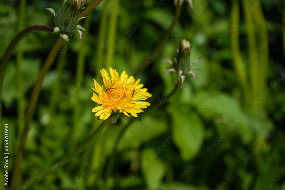 Yellow dandelion on a background of green grass Yellow dandelion on a background of green grass