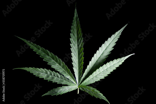 Growing cannabis organic on the black background