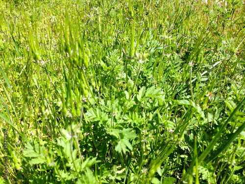 Green plants weeds in meadow closeup bright summer day