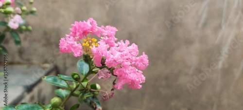 lilac flowers on wooden background © pragnesh