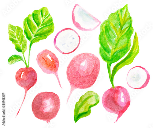 Fototapeta Naklejka Na Ścianę i Meble -  Watercolor set of vintage floral tropical natural elements. Set fresh radishes, vegetables painted with watercolors on white background.Collection of radishes with leaves.