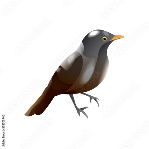 rufous-bellied thrush