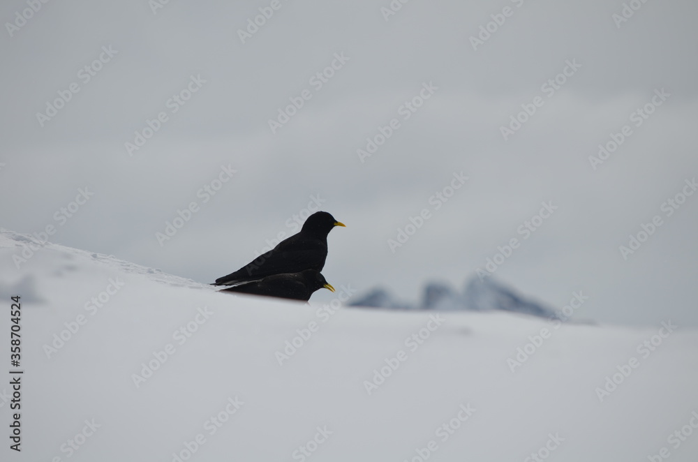 Couple of birds sitting in snow Couple of birds sitting in snow