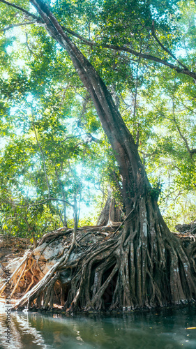 A green forest and old tree with crooked interlaced roots and rock at Diwu Mbai Waterfall, Moyo Island, Sumbawa photo