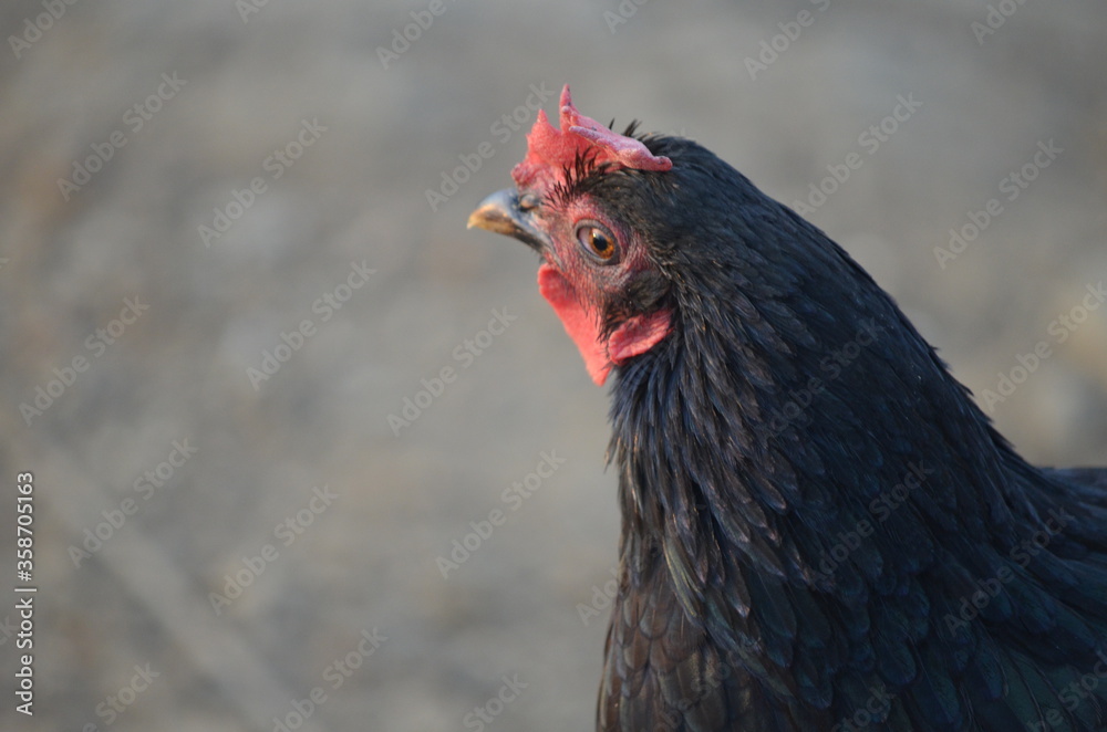 rooster in a farm