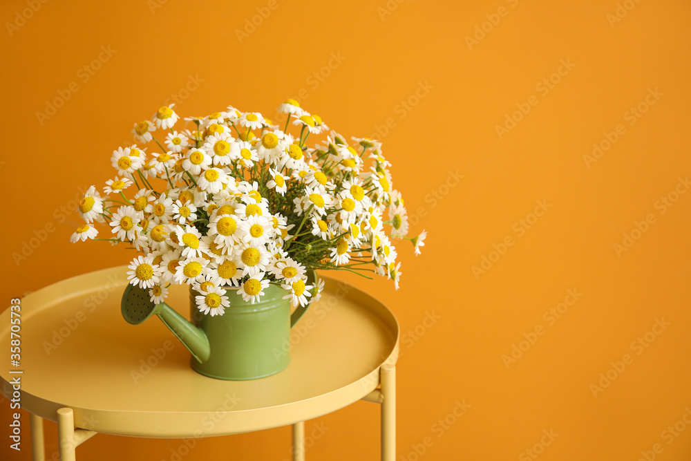 Watering can with beautiful chamomiles on table against color background