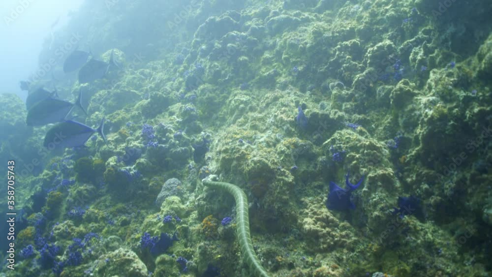 Close-up of sea snake swimming by fish over coral undersea - Lombok, Indonesia Close-up of sea snake swimming by fish over coral undersea - Lombok, Indonesia