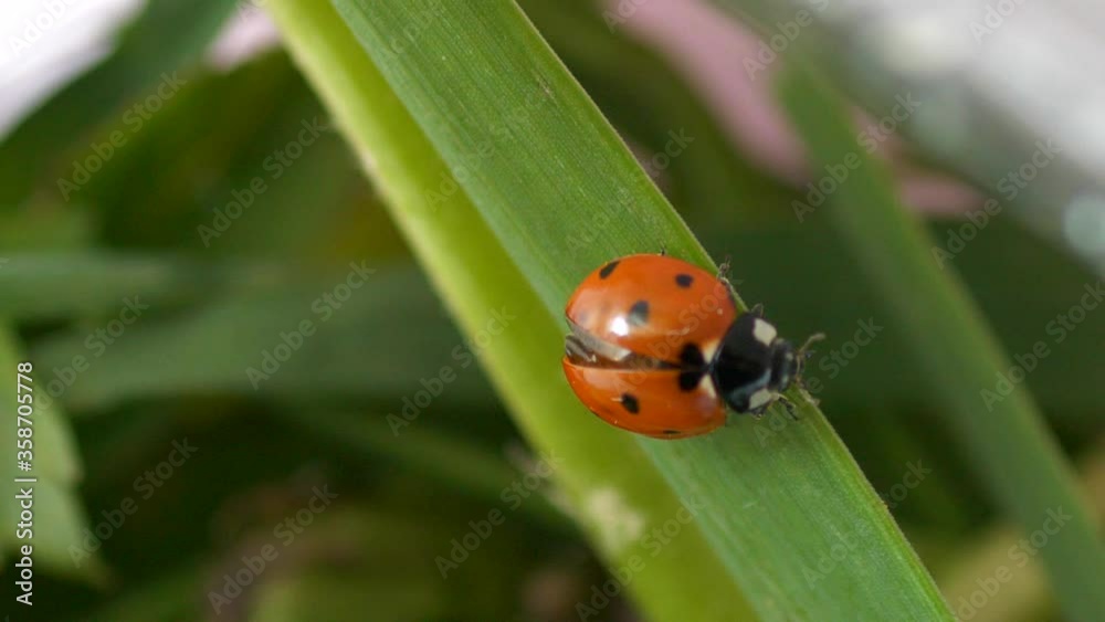 macro close up of ladybug climbing on Blade of Grass, 4k macro close up of ladybug climbing on Blade of Grass, 4k