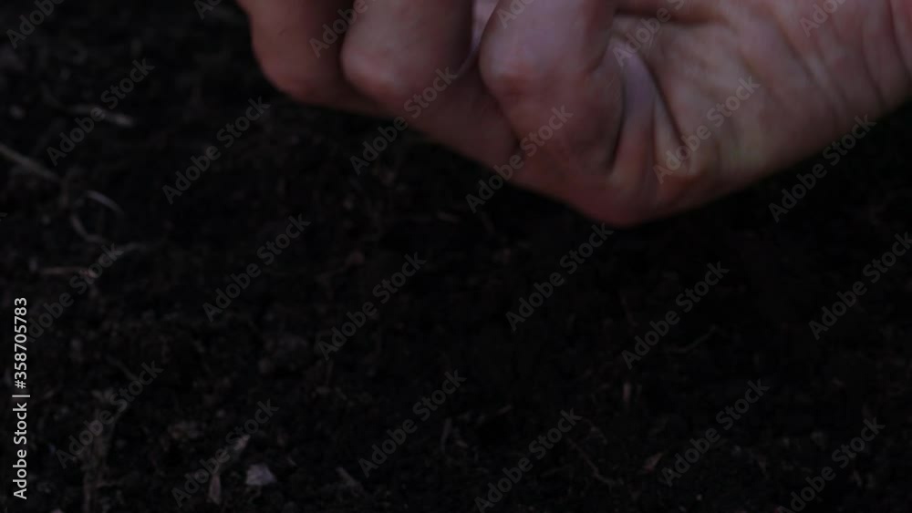 大豆(秘伝豆)の植え付け 大豆(秘伝豆)の植え付け