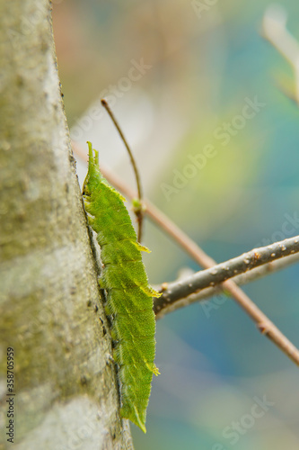 木の枝に止まっている国蝶オオムラサキの幼虫