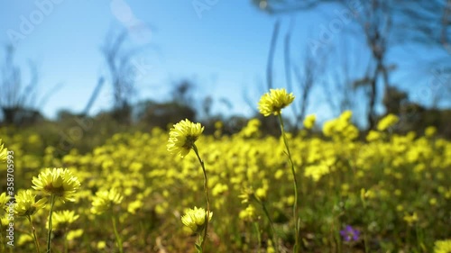 Low angle tilt of yellow native everlasting flowers swaying gently, Western Australia photo