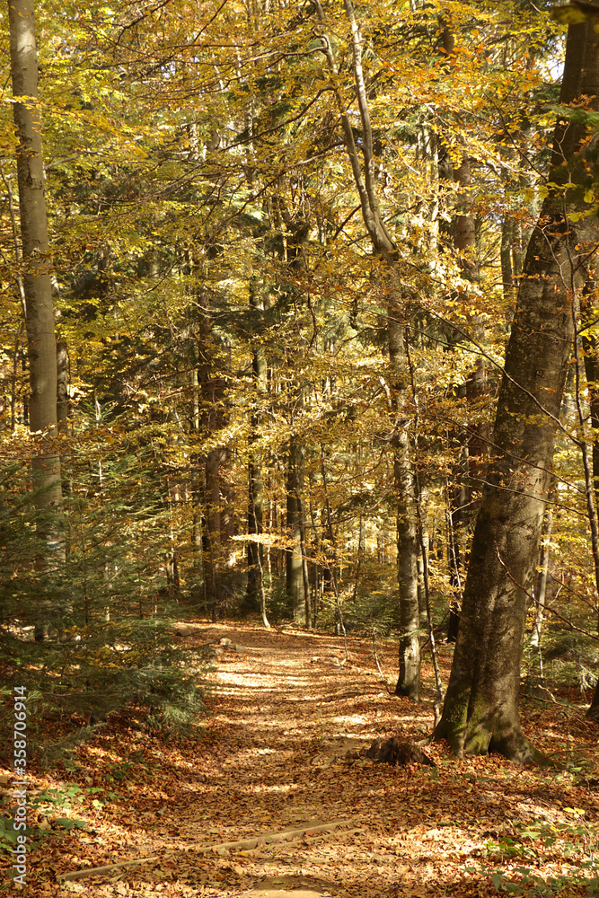 Obraz premium Path through a beech forest, Bieszczady Mountains
