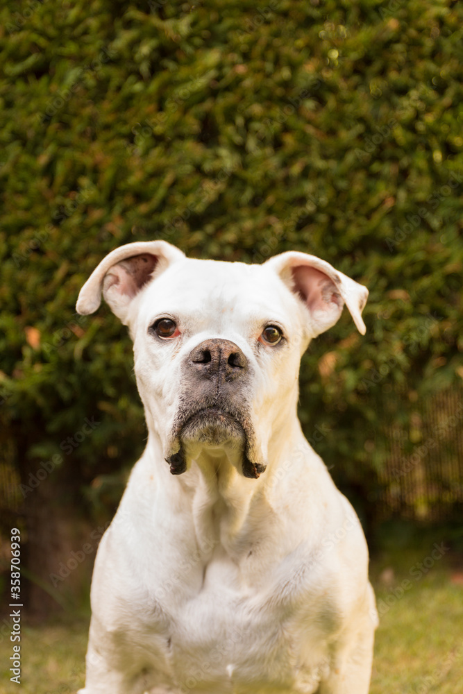 White boxer dog looking at the camera