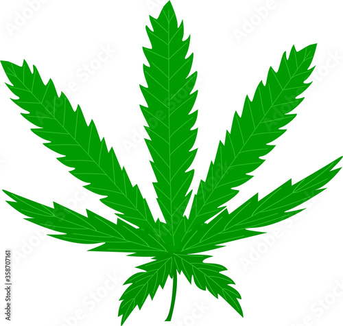 leaf of the hemp plant isolate on a white background