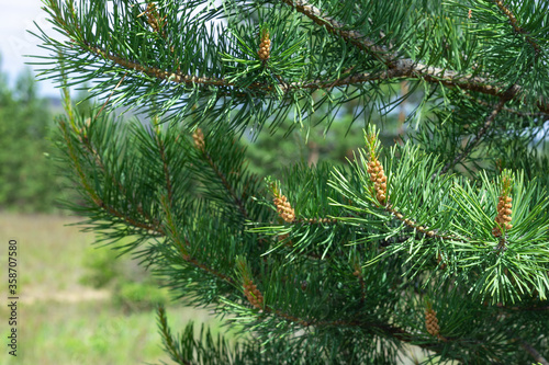 Blooming young pine buds on coniferous branches of Scots pine at spring summer time  close up  selective focus