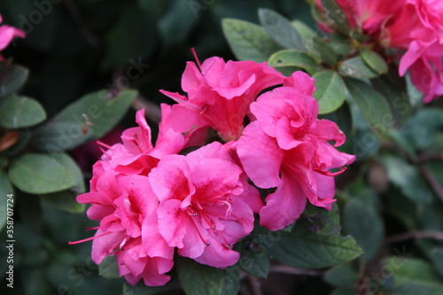 Pink Flower Close up