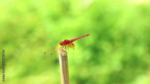 Dragonfly red scarlet darter male insect outdoors with nature background, insect wildlife footage.