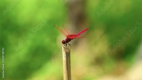 Dragonfly red scarlet darter male insect outdoors with nature background, insect wildlife footage.