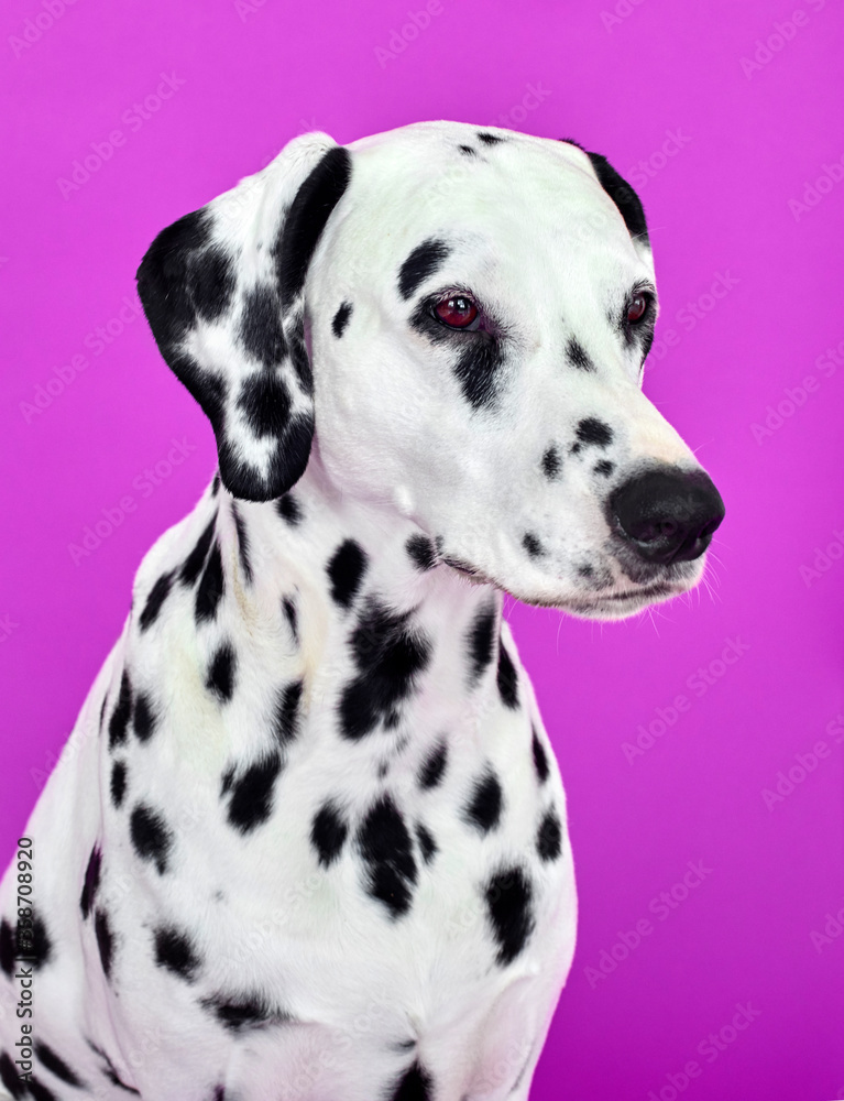 portrait of a dalmatian puppy