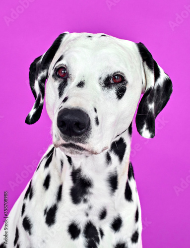 portrait of a dalmatian puppy