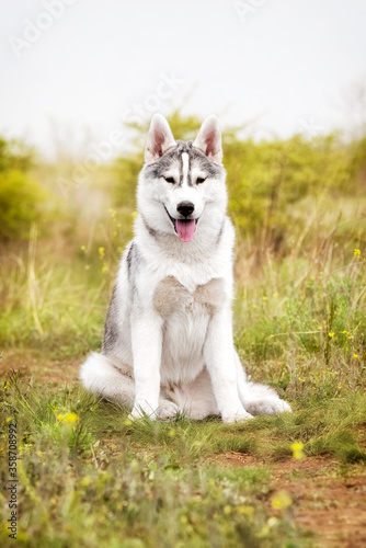 A young Siberian Husky is sitting at a pasture. The dog has grey and white fur  his eyes are brown. There is a lot of grass  green plants  and yellow flowers around him  the sky is grey..