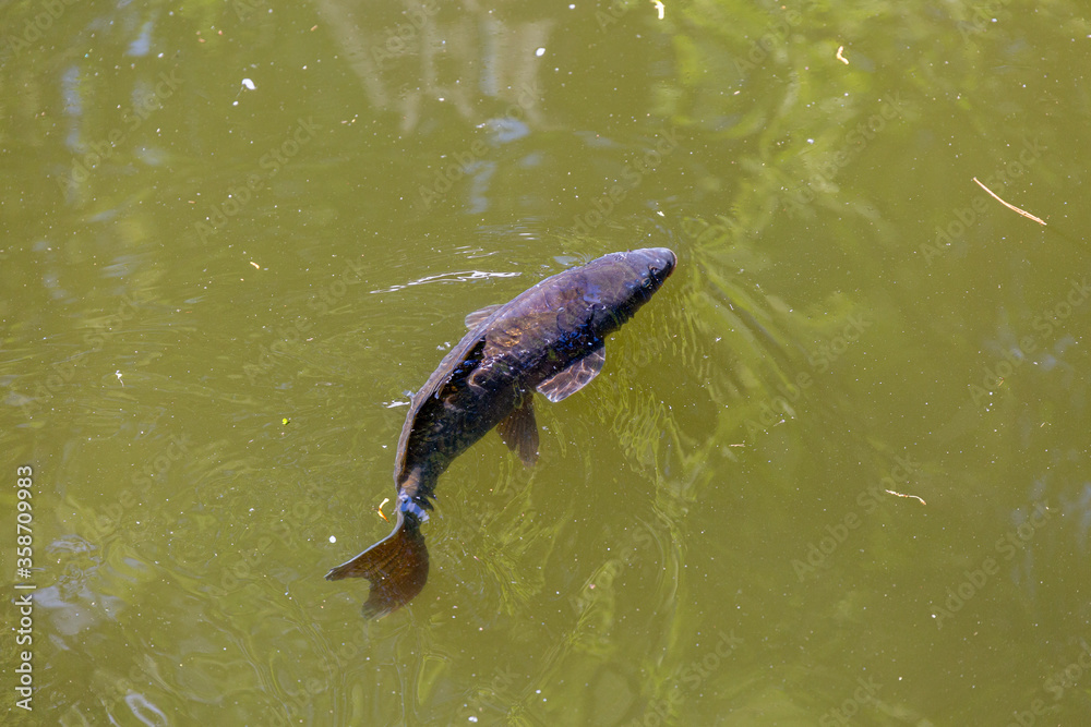 Fototapeta premium Fish swimming in lake in park