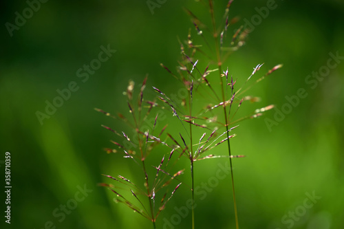 Seeds of grass in late season