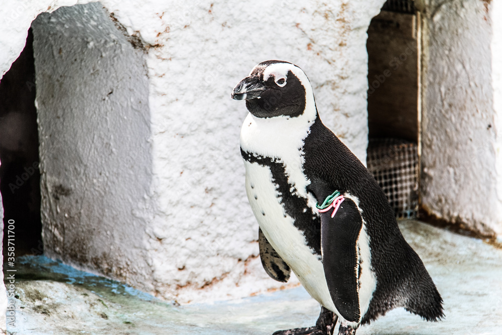 Naklejka premium 長崎バイオパークのペンギン_05