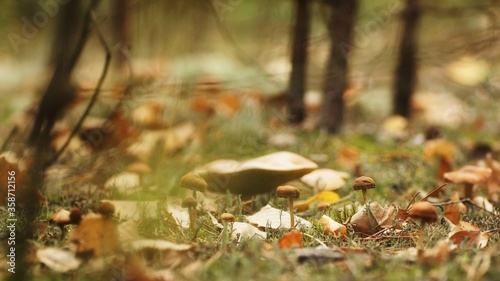 A group of mushrooms on the forest floor, fuzzy background, copy space, shallow depth of field 