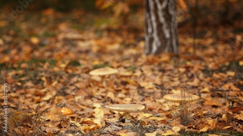 Toadstools in the autumn forest among fallen leaves and grass, autumn forest, copy space 