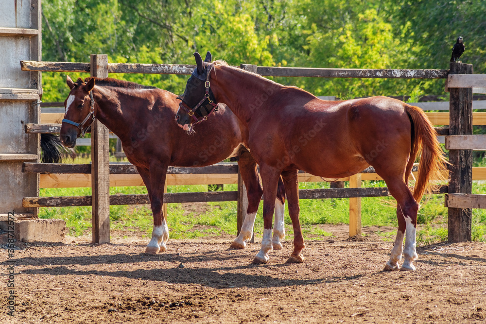 Two bay horses in a summer paddock, outdoors. Photo taken in Russia, in the city of Orenburg Two bay horses in a summer paddock, outdoors. Photo taken in Russia, in the city of Orenburg