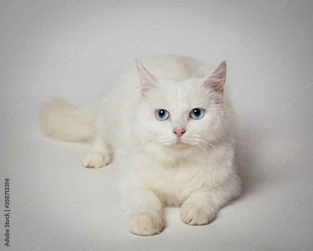 the white persian cat stared intently