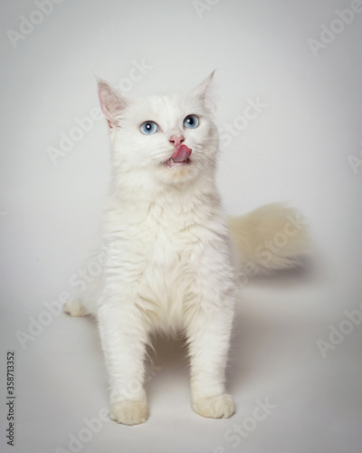 Persian cat is licking. Persian cat sticks out its tongue like a human. the cat seemed to be greeting with its tongue sticking out. cat expression is funny, like mocking.