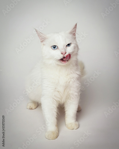 Persian cat is licking. Persian cat sticks out its tongue like a human. the cat seemed to be greeting with its tongue sticking out. cat expression is funny  like mocking.