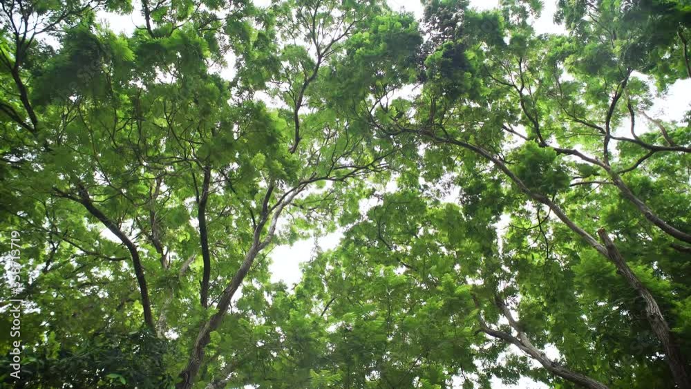 Tall Tree, Green foliage expand covered sky