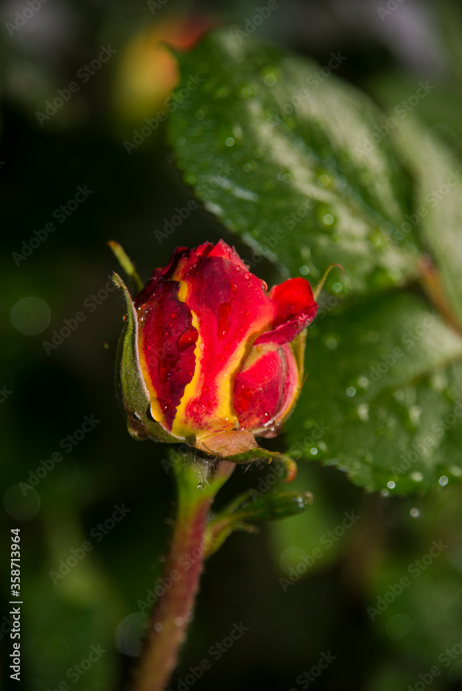 single red rose