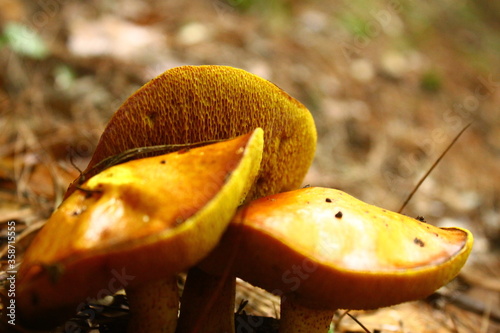 Natural mushrooms in the forest  photo