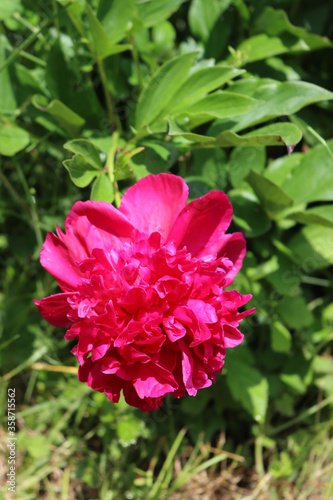 European or Common peony bush with pink flower growing in the garden. Paeonia officinalis in bloom © saratm