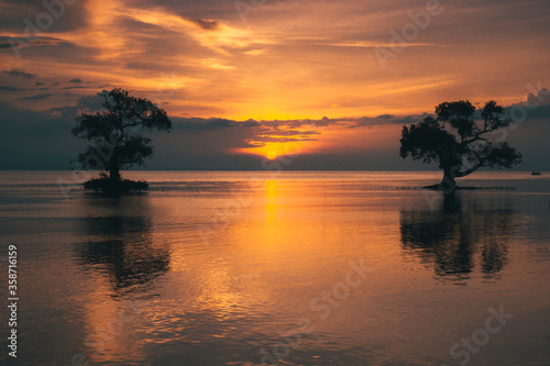 The sun shines through the mangrove-tree in Ai Lemak Beach, Sumbawa, Indonesia © Harry