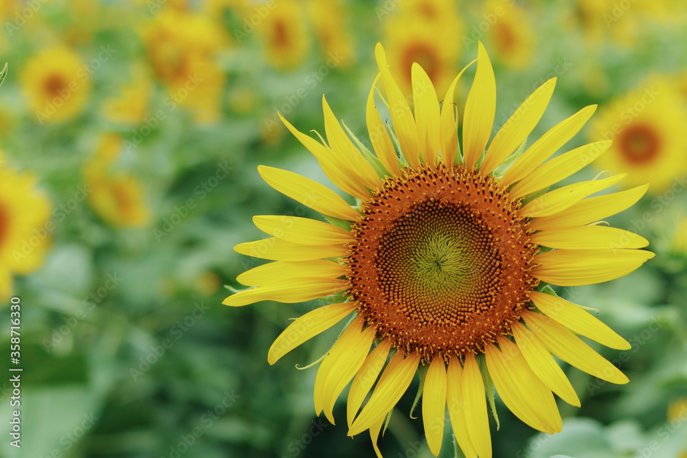 Naklejka premium ひまわり