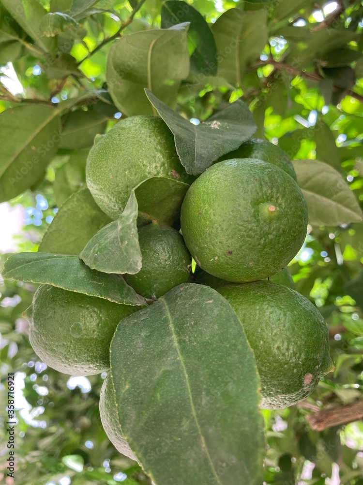 green fresh lime tree with fruits green fresh lime tree with fruits