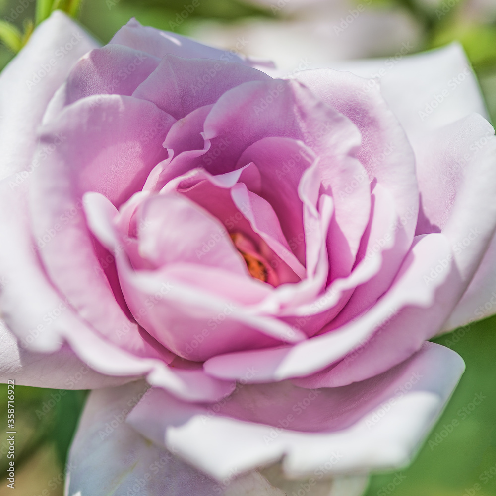 Rose Rose