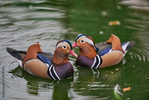 Beautiful bird mandarin duck genus forest duck family of ducks on a green background