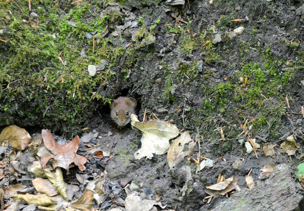 A field mouse peeps out o its hole in the forest floor. A field mouse peeps out o its hole in the forest floor.