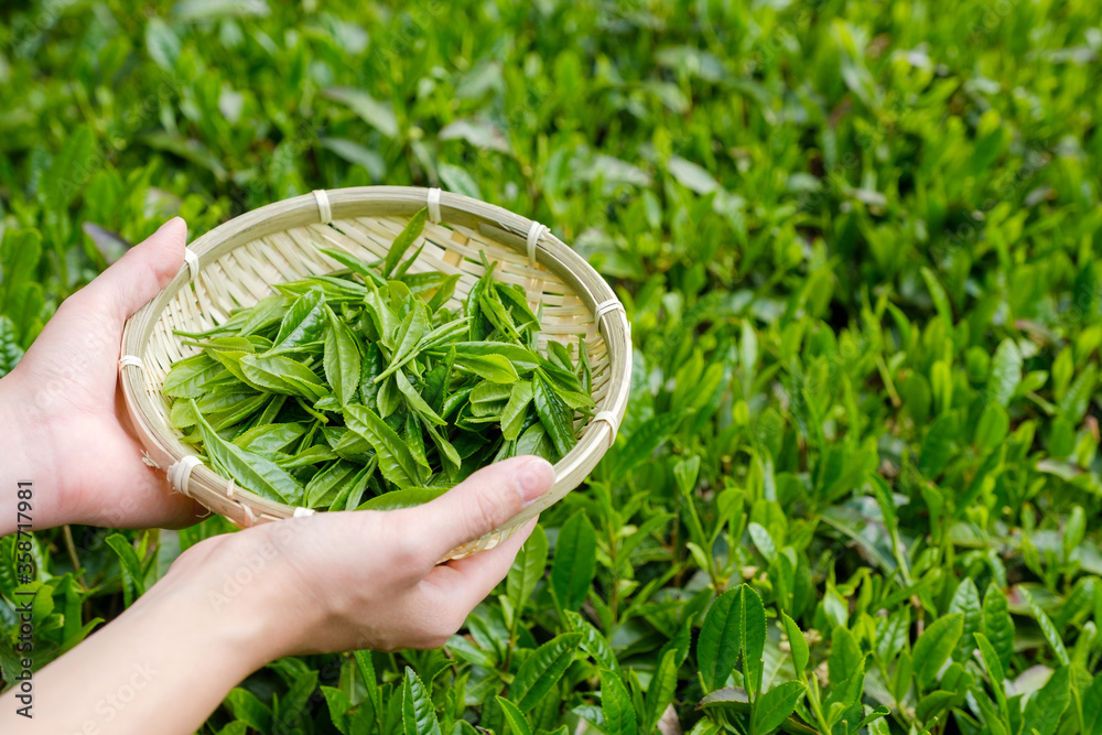 手摘みした茶葉を持つ女性の手　新茶　一番茶　春　宇治茶　京都府和束町