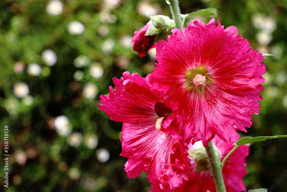 コケコッコ花 の画像 30 件の Stock 写真 ベクターおよびビデオ Adobe Stock